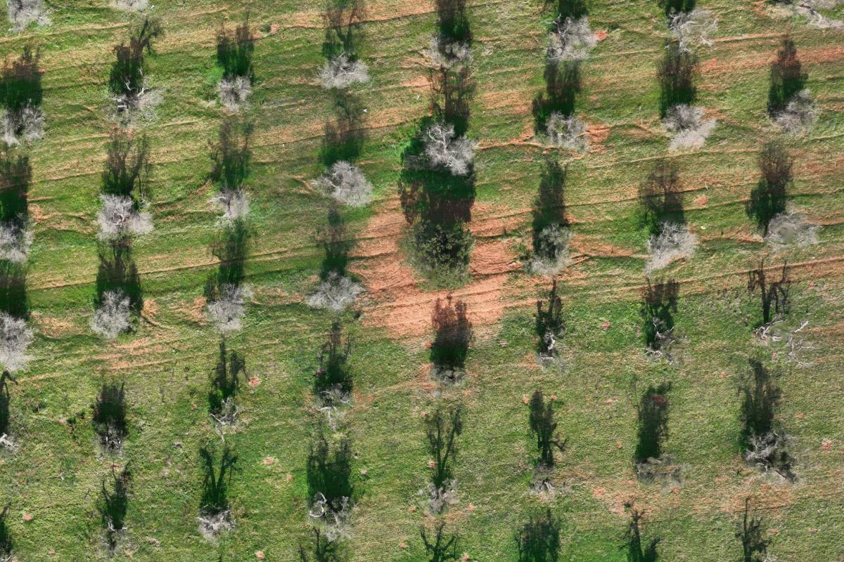 Al centro della foto si vede bene una pianta di olivo non disseccata